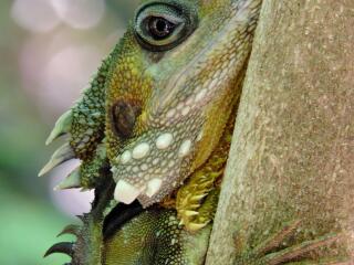 Daintree Cape Tribulation Tour