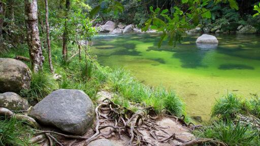 Daintree Cape Tribulation Tour