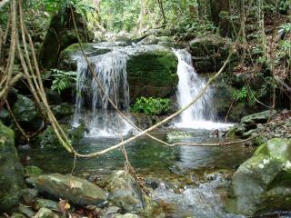 Daintree Cape Tribulation Tour