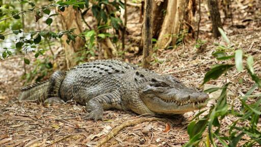Hartley`s Crocodile Adventures