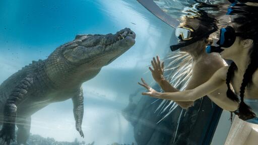 Wildlife Habitat Port Douglas