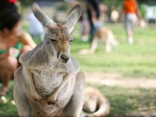 Kangaroo at Melbourne Zoo