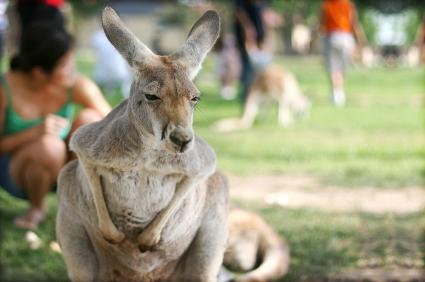 Melbourne Zoo, Victoria Melbourne Zoo, Victoria
