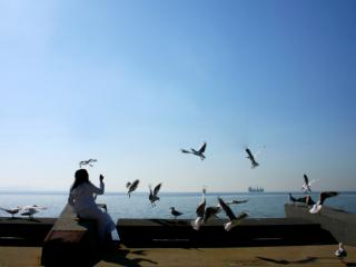 Feeding the Birds Along the Geelong Foreshore