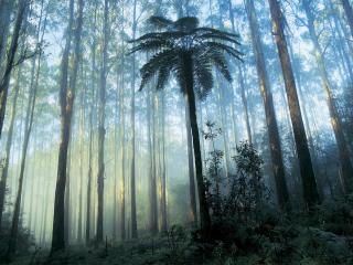 Dandenong Rainforest