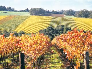 Mornington Peninsula Winery