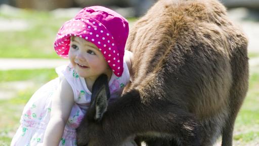 Kangaroo feeding