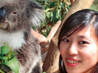 Koala
