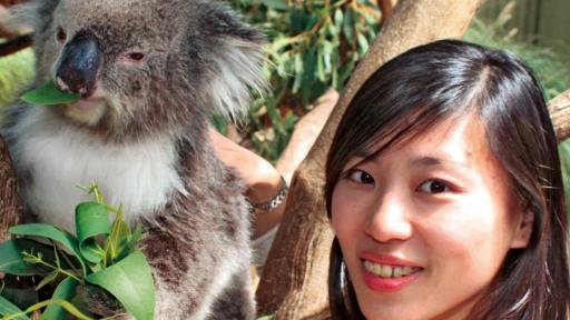 Koala