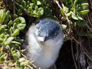 Penguin Nest