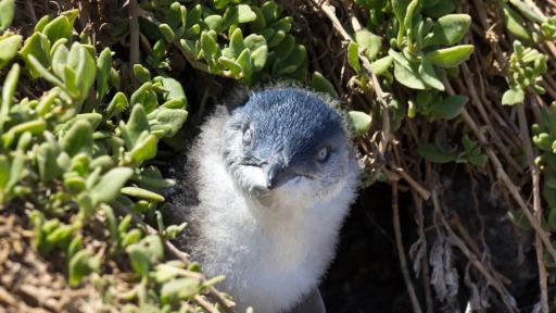 Penguin Nest
