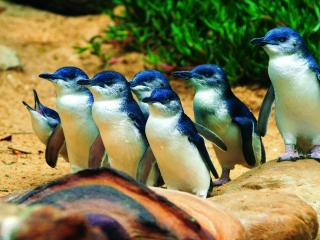 Penguins