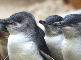 Penguins