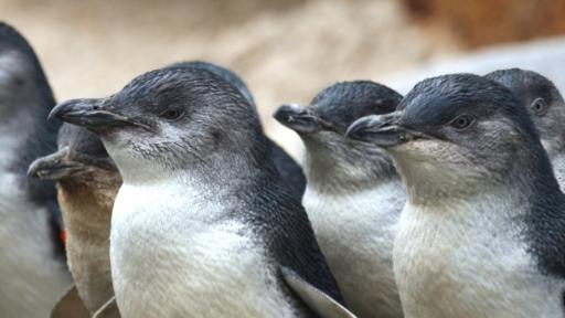 Penguins