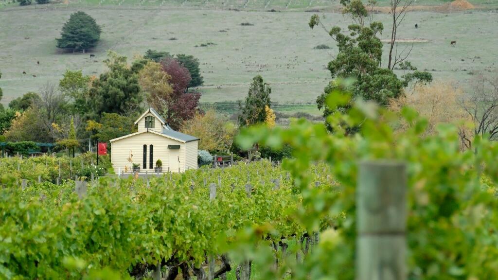 Vineyard