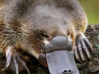 Wine & Wildlife Tour - Healesville Sanctuary