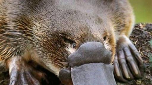Wine & Wildlife Tour - Healesville Sanctuary