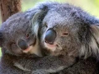 Wine & Wildlife Tour - Healesville Sanctuary