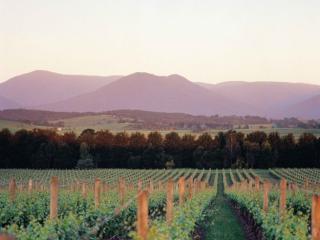 Yarra Valley Wine Tour