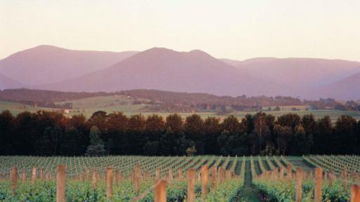 Yarra Valley Wine Tour