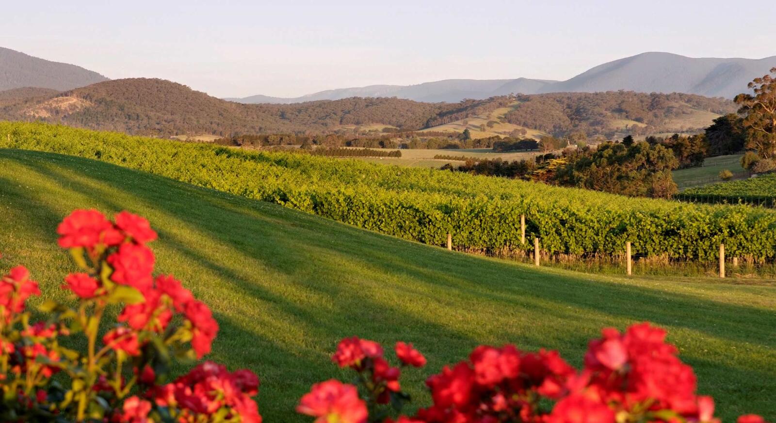 Vineyards
