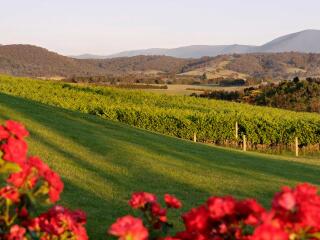 Vineyards