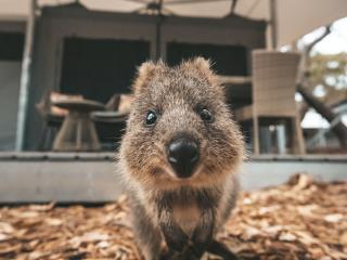 Quokka