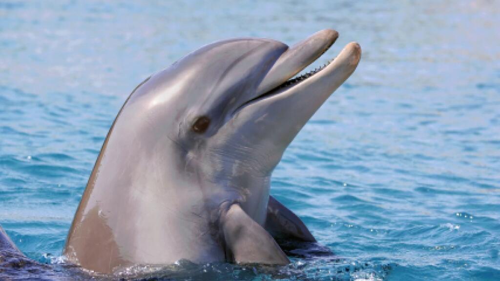 Dolphin at Monkey Mia