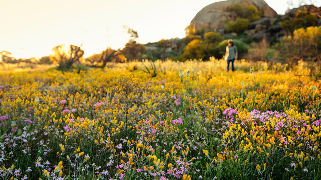 Tourism Western Australia - Wildflowers