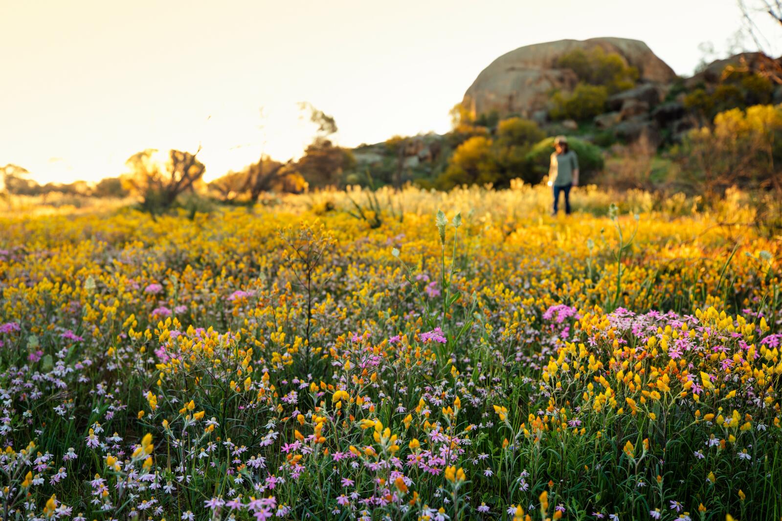 Tourism Western Australia - Wildflowers