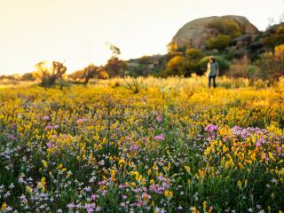 Tourism Western Australia - Wildflowers