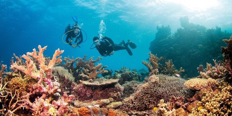 Diving the Whitsundays